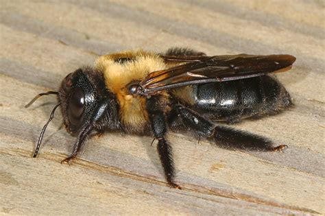 How To Get Rid Of Carpenter Bees