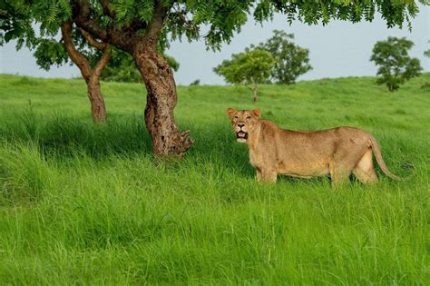 Modi Points to Leap in India's Asiatic Lions Population Over Past Few Years