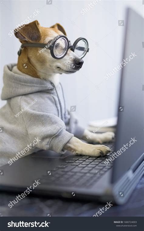 Image result for Funny Pet Using Computer