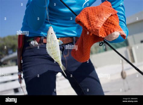 Image result for Catching Bait Fish