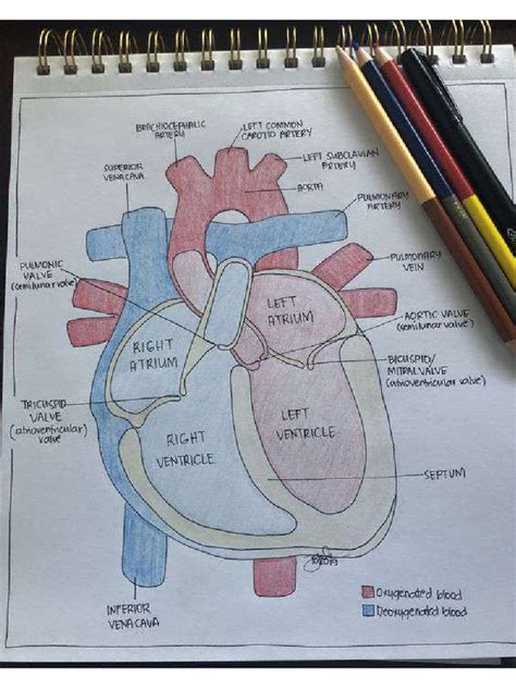 Image result for Development of Heart Notes