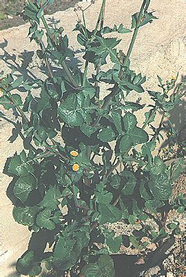 Le piante alimurgiche - Sotto le querce