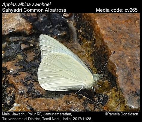 Appias albina | Butterfly