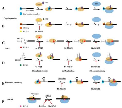 Regulation of Ribosomal Proteins on Viral Infection
