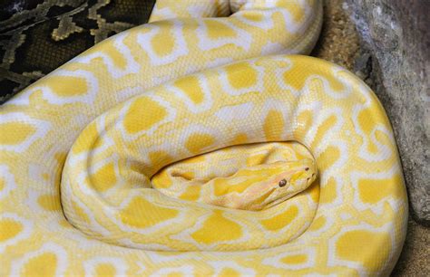 Image result for Reticulated Python Morphs