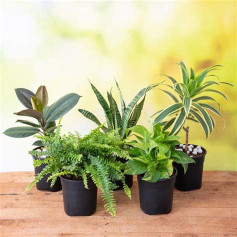 Top 5 Easiest to Grow Plants – Loveforplants