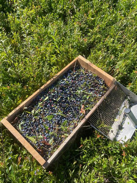 Volunteer Blueberry Raking for Local Food Pantries , 316 Beech Hill Rd ...