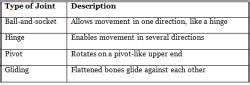 Body Movements Class 6 Worksheet Science Chapter 5