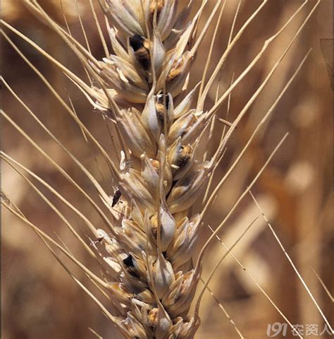冬小麦常见病害和虫害（图文解析）_公开课_191农资人 - 农技社区服务平台