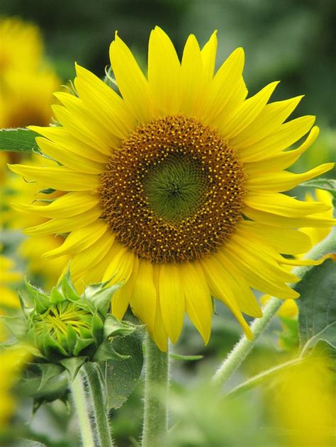 Image result for Sunflower Optimization Algorithm