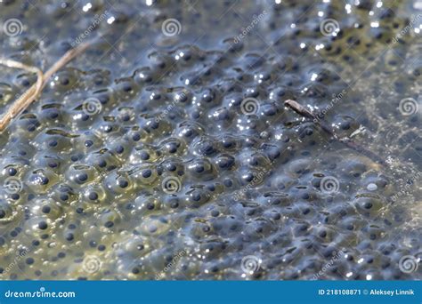 Frog eggs in water bodies stock image. Image of nature - 218108871