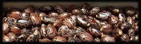 Welcome To Gujarat Export Company