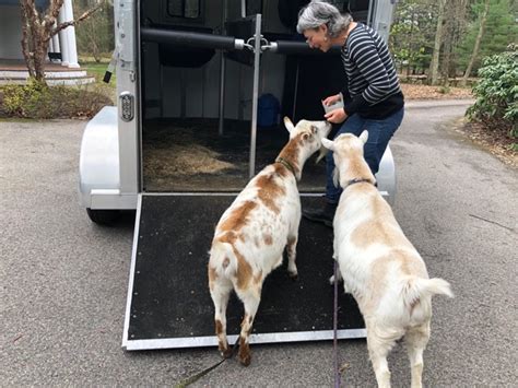 Image result for Loading Goats On Trailer