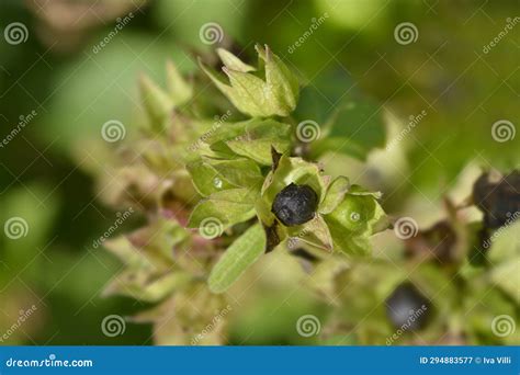 Marvel of Peru stock image. Image of jalapa, nature - 294883577
