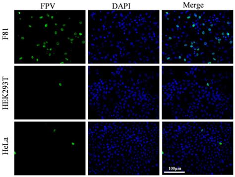 The Giant Panda Transferrin Receptor Facilitates Feline Parvovirus ...