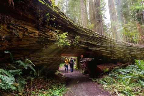 Guide to the Tallest Trees and Old-Growth Forests in California