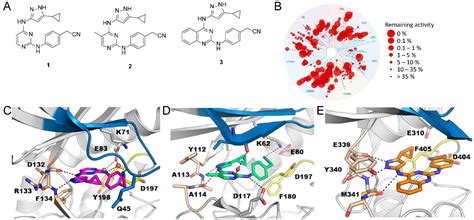 Discovery of 3-Amino-1H-pyrazole-Based Kinase Inhibitors to Illuminate ...