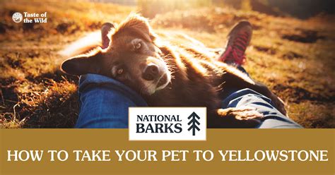 Where To Stay In Yellowstone With A Dog at Oscar Fishbourne blog