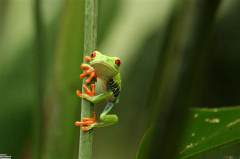 Cute Frog Wallpapers - Wallpaper Cave