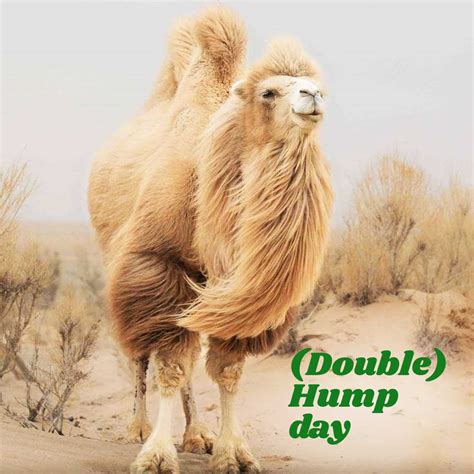Camel Hump Day Images