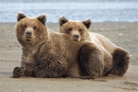 Animals That Hibernate