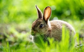 Image result for Cute Rabbit Aesthetic