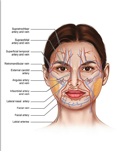 FACE_Anatomy_muscle_veins_Detailed_EDUCATIONAL_SCIENCE_poster1 | Etsy