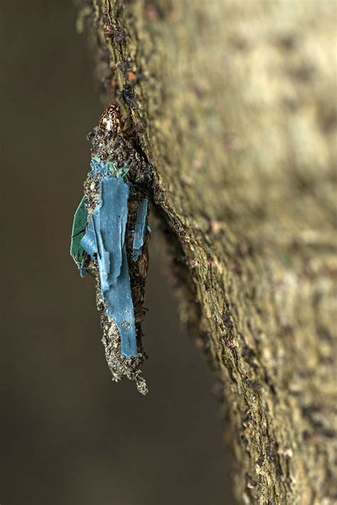 A Bag of Plastic | Nature inFocus