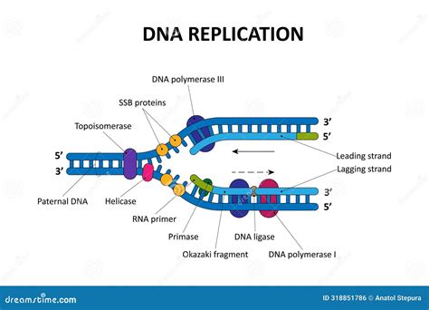 Image result for DNA Replication Explained