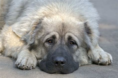 Caucasian Shepherd Price – How Expensive Is The Ovcharka?