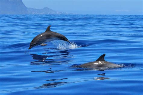 Do Dolphins Have Gills? Discover the Surprising Truth! | DolphinXpert.com