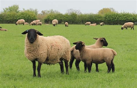 South Suffolk Lambs
