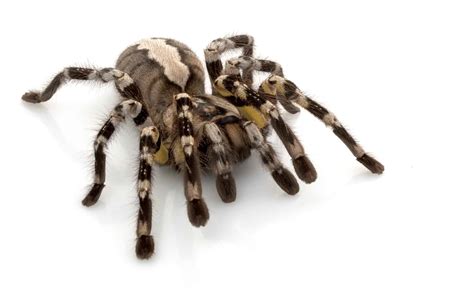 Male vs. Female Tarantula - A-Z Animals