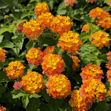 Are Lantanas Perennials