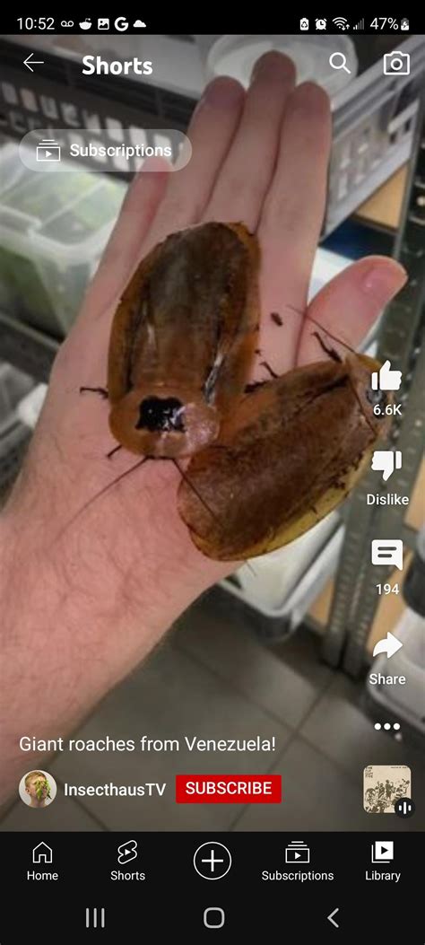 what pet stores have these? : r/roaches