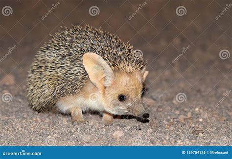 The Long-eared Hedgehog in Desert Stock Photo - Image of central ...
