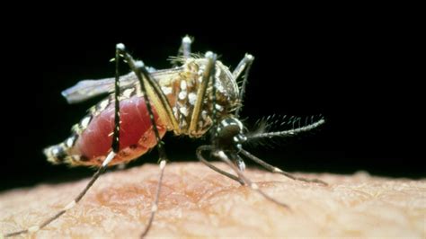 Effects Of Yellow Fever