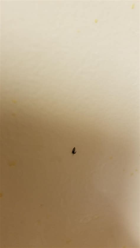 Small Black Flying Bugs In House