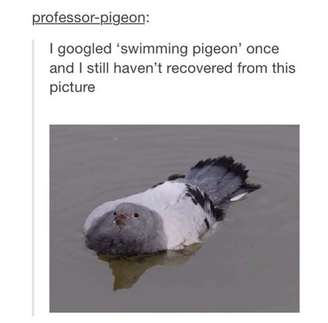 Memes Pigeon