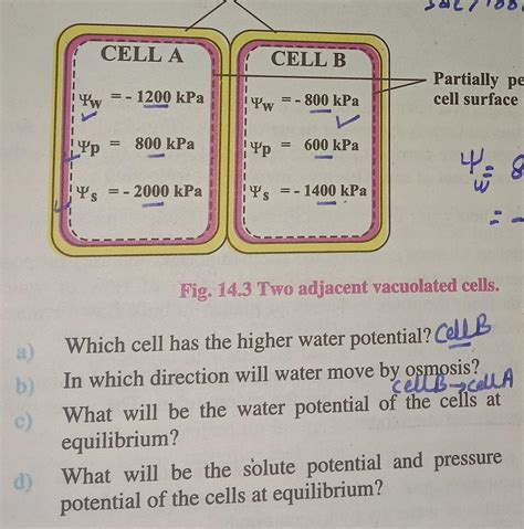 a) b) c) Yw CELL A =-1200 kPa Yp 800 kPa Ys = - = - 2000 kPa = CELL B ...