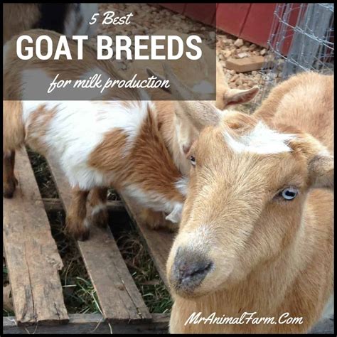 Dairy Goat Breeds - 9 Best Goat Breeds for Milk Production