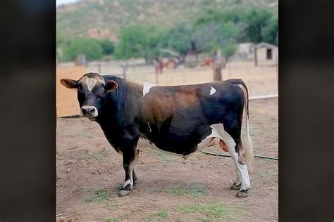 Miniature Jersey Cattle