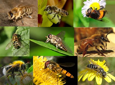 如何区分黄蜂、蜜蜂、马蜂、胡蜂……各种蜂？_帮帮拜思特连锁集团