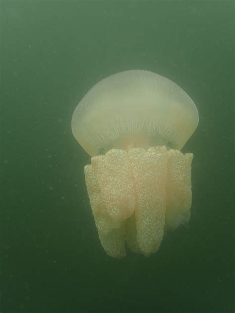 White Spotted Jellyfish Life Cycle