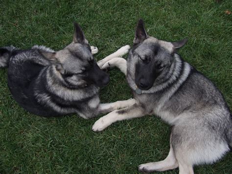 Norwegian Elkhound - Puppies, Rescue, Pictures, Information ...
