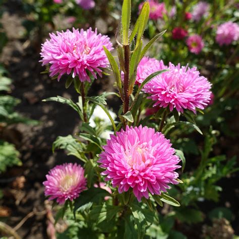 Buy Aster Dwarf Pink Seeds - Vibrant Home Gardening Flowers – AllThatGrows
