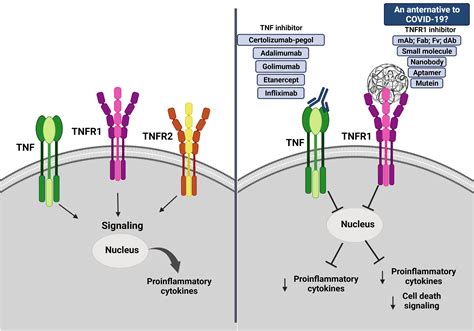 Immunosuppressant Therapies in COVID-19: Is the TNF Axis an Alternative?