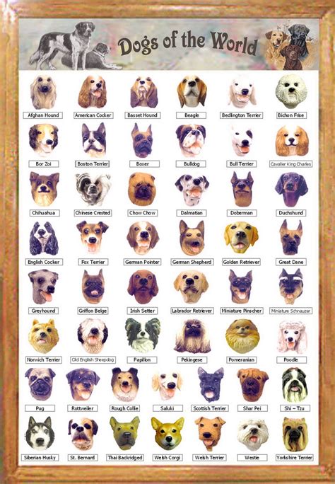 How Many Breeds Of Dogs Are There In The World - Dog Breeds