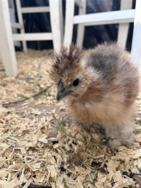 A few of my 6 week old babies : r/BackYardChickens