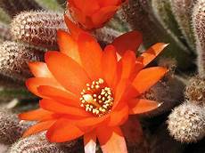fiori di cactus il guardiano faro fotografico speciale fiori di cactus fiori di cactus il guardiano faro fotografico speciale fiori di cactus